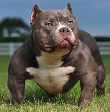 Monster Dog Friends Dog Owner Humor My Animal