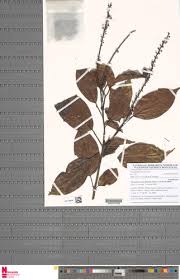 Image result for Thomandersia