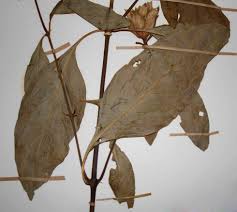 Image result for Barleria crossandriformis