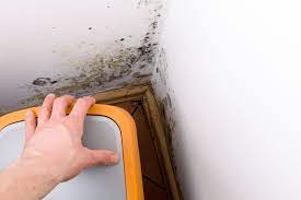 Upholstered furniture with visible mold will need to be disposed of or reupholstered by a professional. Mold In Basement