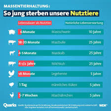 Millionen Tiere Werden Jedes Jahr In Deutschland Geschlachtet Meistens Sind Sie Beim Todeszeitpunkt Noch Sehr Jung Legehennen Tiere Lebenserwartung