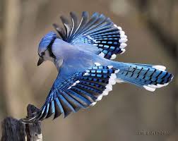 Black Bird With Blue Neck Michigan Beautiful Blue Blue Jay Bird Most Beautiful Birds Pet Birds