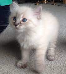 Just look at that face! Ragdoll X Semi Long Haired Kittens Aylesford Kent Pets4homes