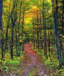 Potawatomi State Park Trail Door County Wisconsin This Was A Combination Of Multiple Photos To Create The Fina State Parks Park Trails National Park Photos