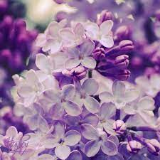 Purple Explosion By Stefania R Deviantart Com On Deviantart Purple Lilac Explosion