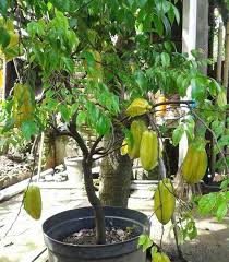 Bukan dibangun di pohon besar, rumah pohon ini dibuat di tanaman bonsai, lihat hasilnya, yuk! Cara Pemangkasan Akar Dan Mengganti Pot Supaya Tabulampot Tidak Stres Berita Pertanian Mitalom