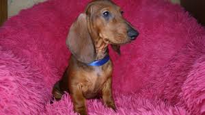 Maybe you would like to learn more about one of these? Dachshund For Sale In The City Of Eagle Russian Federation Price Negotiated Announcement 6296