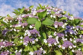 Podana cena hurtowa wynosi 15 złotych. Hortensja Omszona Hydrangea Aspera Opis Wymagania Uprawa Pielegnacja Zastosowanie Murator Pl