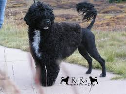 Siobhan Akc Portuguese Water Dog Portuguese Water Dog Water Dog Dogs