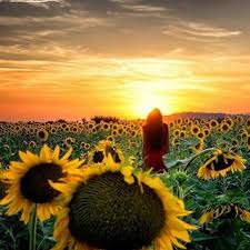 We did not find results for: Sunflowers At Sunset The Door Keeper Trilogy