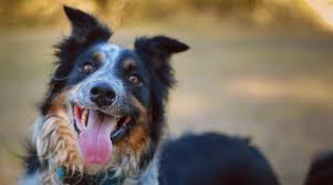 These herding dogs are valued for their sharp vision and attentiveness. Australian Shepherd Border Collie Mix Border Aussie Breed Info Facts