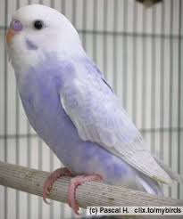 Birds You Can Have As Pets What A Cute Budgie It S Purple Cute Birds Budgies Bird Pet Birds
