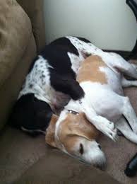 Basset Hound Beagle Mix Black And White Barb Sigel Photos Of Washington Il Tornado Recovery White Tabby Cat White Beagle Tabby Cat