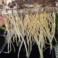 Image result for Genlisea africana