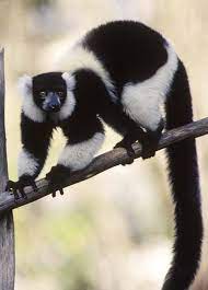 Black White Ruffed Lemur Animals Wild Super Cute Animals Lemur