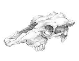 However, some animals are hunted illegally, and by buying a skull from this kind of hunter you support this practice. Science Illustration Animal Skulls Lindsay Wildlife Experience