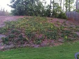 Offer expires soon on our new customer offer. Ivy Planted On Hill In Backyard