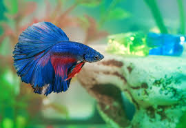 In reality, they are much happier, healthier, and more comfortable in large spaces with thick vegetation. Top 5 Best Betta Fish Tanks In 2018 Fish Tank Club