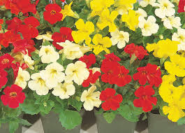 Image result for Mimulus