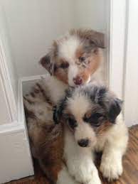 Australian Shepherd Puppies Blue Merle And Red Merle Puppies Australian Shepherd Puppies Cute Baby Animals