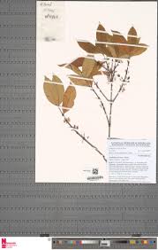 Image result for Aneulophus africanus