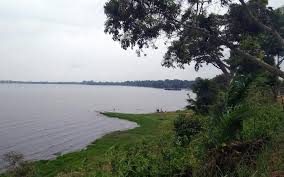 Image result for Sterculia subviolacea