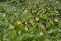 Image result for Orthochilus mechowii