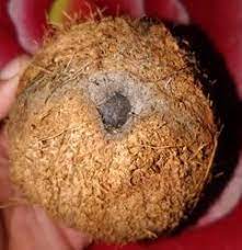 Ekakshi (one Eyed Coconut) at Rs 15000/piece | Parel | Mumbai | ID:  17735260130