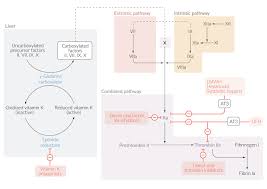 Image result for Anticoagulation Pathway