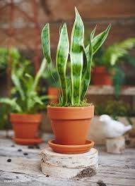 Where do i even begin. 27 Easy Diy Fake Plants Projects How To Make Fake Plants Balcony Garden Web