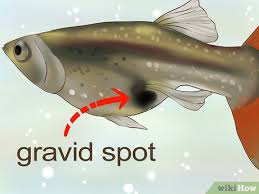 Male and female danios look very much the same, but if the fish in question turns out to be male he could actually be having some serious health problems. How To Find Out If Your Guppy Is Pregnant 11 Steps