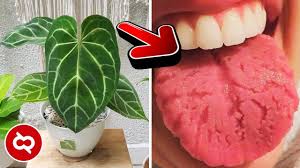 Jenis bunga ini juga dapat memperbaiki kualitas udara di dalam rumah yang mana berpengaruh pada peningkatan kualitas hidup pemiliknya. Jangan Simpan Bunga Ini Lagi Dalam Rumah Bahaya Bagi Kesehatan Anda Youtube