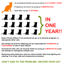 After surveying dozens of vets around the uk. What To Do If You Ve Found A Stray Cat Catcuddles London Cat Sanctuary