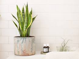 So why do bathroom plants seem so odd? 8 Shower Plants That Want To Live In Your Bathroom