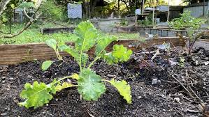 Get instant savings with 24 valid gardener's supply promo code & discounts in august 2021. Five Tips On Starting A Fall Veggie Garden Including How To Get Transplants Soil Delivered