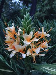 Image result for Helichrysum moggii