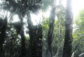 Check spelling or type a new query. Sugar Palm Fibers And Stems Were Burnt And Dumped After The Main Download Scientific Diagram