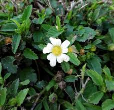 Image result for Malvastrum coromandelianum