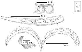 Image result for Pseudoprosopis