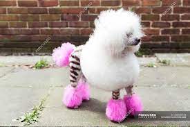 Here's a sentence i never thought i'd type: Animal Portrait Of Funny Groomed Dog With Dyed Shaved Fur Looking Away Outdoors Poodle Stock Photo 200535124