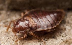 A o'neill, licensed pest management professional did you know 84% of pest control companies reported they get called out to treat a particular pest (people often think it's fleas), only to find that it's actually bed bugs? Blog The Best Advice Jacksonville Homeowners Can Hear About Do It Yourself Bed Bug Control