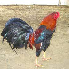 It originated in kagoshima prefecture, in the southernmost part of the island of kyushu in southern japan, and was originally bred for cockfighting. Satsumadori Club Deutscher Ur Und Kampfhuhnzuchter