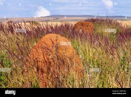 Image result for Melinis minutiflora