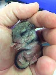 Baby Flying Squirrel Baby Squirrel Baby Flying Squirrel Baby Animals