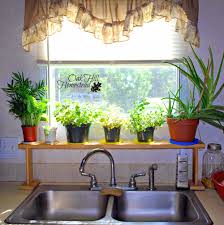 how to propagate an aloe plant oak