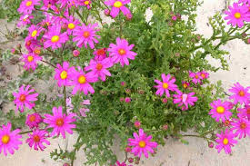 Image result for Senecio purpureus