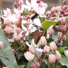 De clematis armandii soorten zijn wel de meest gebruikte en bekende bladhoudende soorten. Bol Com 3 Clematis Apple Blossom Roze Groenblijvende Wintergroene Klimplanten 3 Halen 2