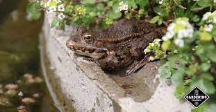 Their roots can't seek out nutrition in the ground, so you have to bring it to them. How To Attract Frogs And Toads To Your Garden Gardening Channel