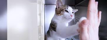 Maybe you would like to learn more about one of these? Pet Pantry Of Lancaster County Affordable Care For Animals