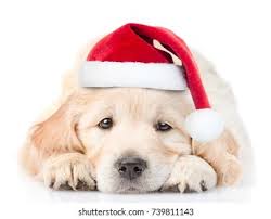 Why buy a golden retriever puppy for sale if you can adopt and save a life? Sad Golden Retriever Puppy Red Christmas Stock Photo Edit Now 739811143